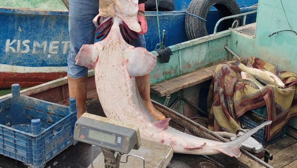 Havyarı 2 milyon liraya satılıyor: Tunceli'de ağlara takıldı Havyarı 2 milyon liraya satılıyor: Tunceli'de ağlara takıldı
