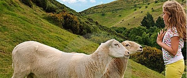 “Kurban kesilirken çocuklarda tehlike algısı oluşturulmamalı”