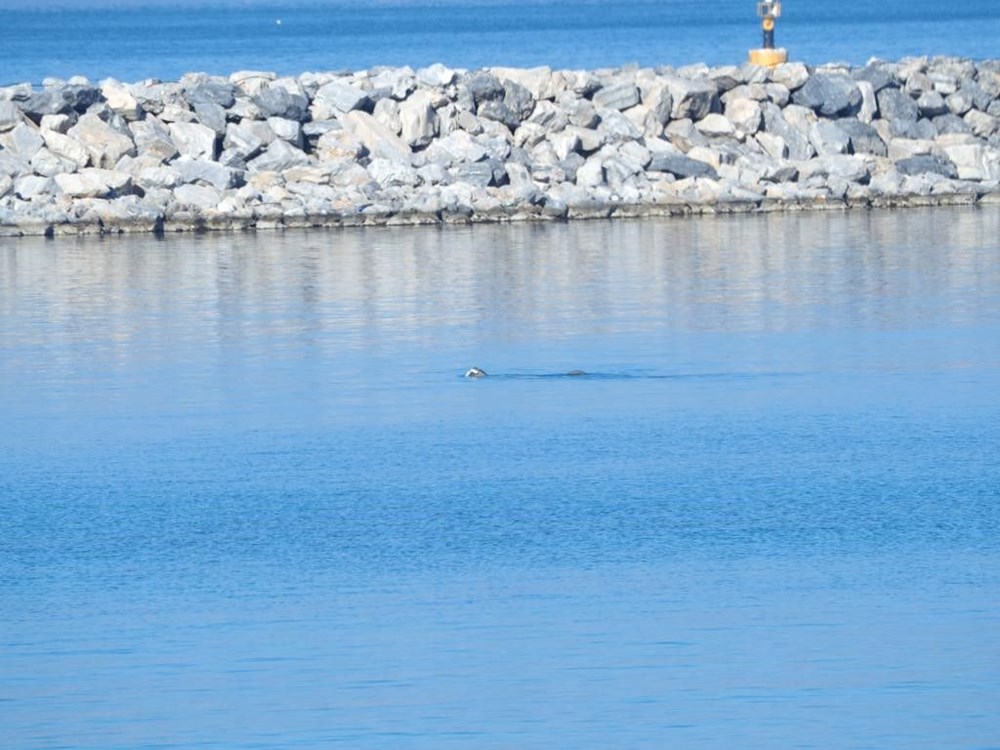 Nadir Akdeniz Foku, Kuşadası Kıyılarında Görüntülendi: Tükenmekte Olan Tür Yeniden Canlanıyor Mu? 74 ZOZv6BH9M06iVdeqBqdGuw