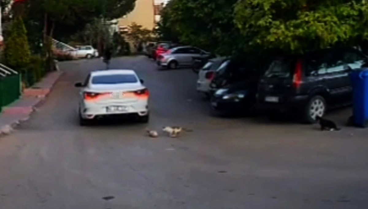 Otomobil yavru kediyi ezdi: Yardımına sokak kedileri koştu Otomobil yavru kediyi ezdi: Yardımına sokak kedileri koştu
