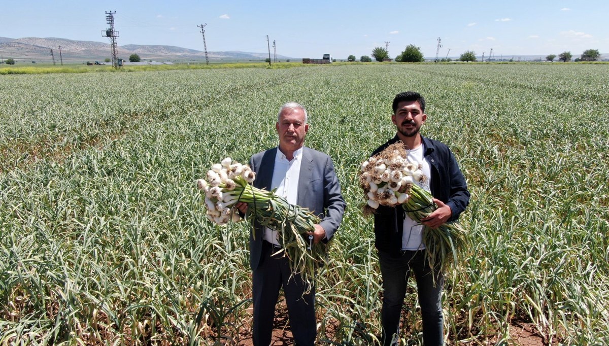 Araban sarımsağının hasadı başladı: Ünü ülke sınırlarını aştı