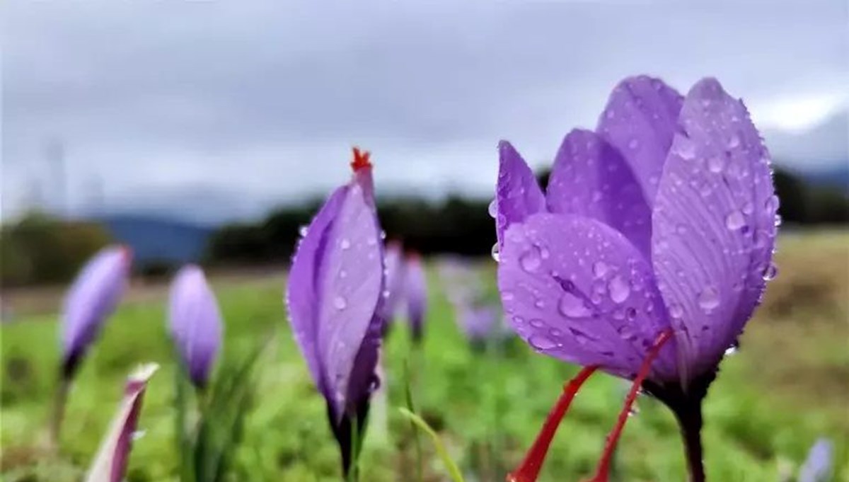 Tarih belli oldu: 8. Safran Festivali ne zaman?