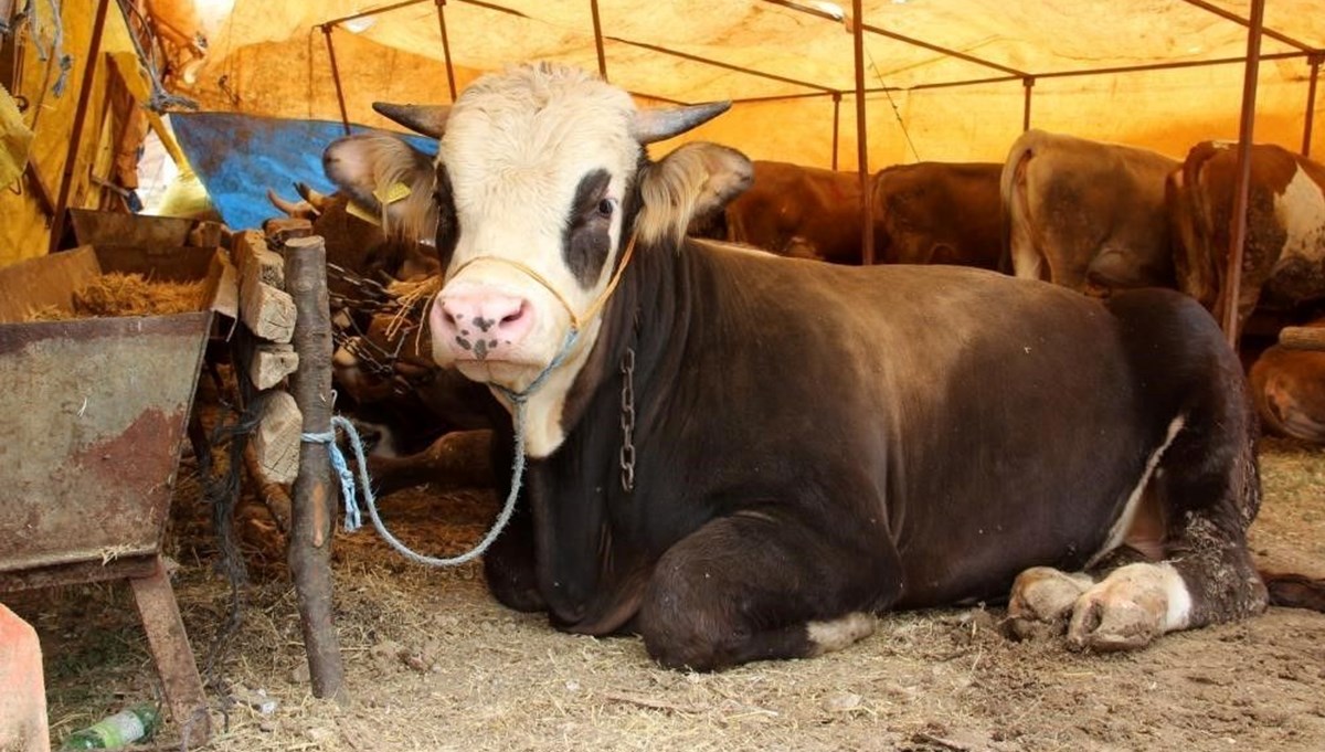 Sivas’ta kurbanlık fiyatları belirlendi