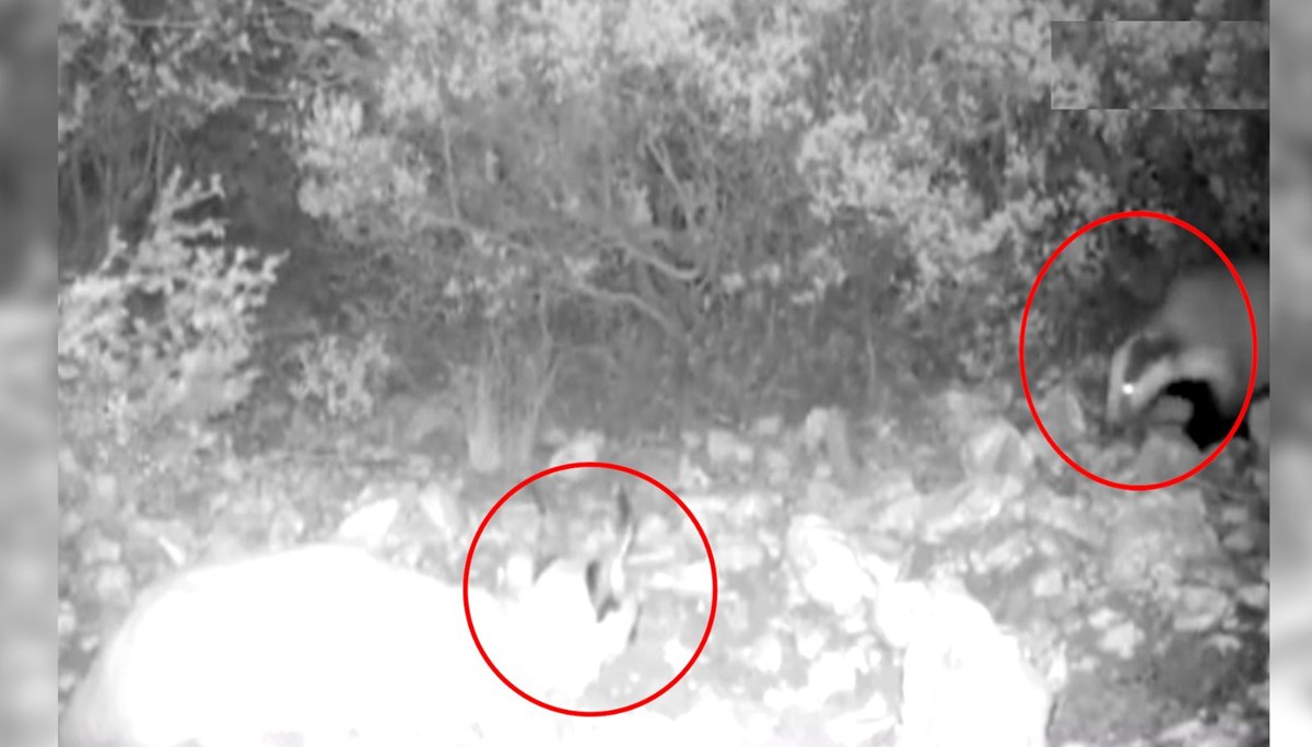 Porsuk ile karakulağın karşılaşması fotokapanda