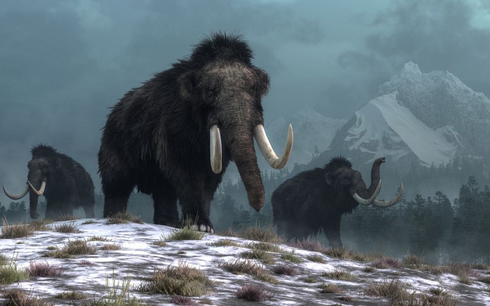10 bin yıl önce yok olan yünlü mamutlar yeniden doğacak - 7