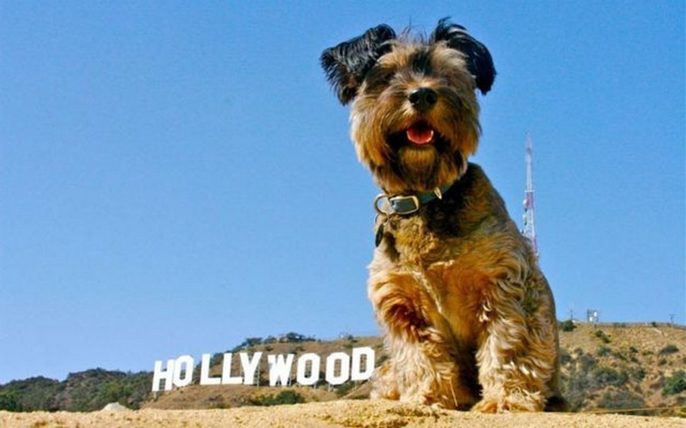 Как звали собаку путешественников. Как звали собаку путешественников. Собака на оскаре 2024. Геоленок шарик. Путешествие с собакой.