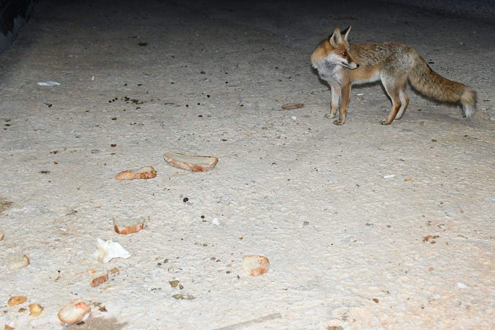Manisa'da restoran sahibi, işletmesine gelen tilkileri elleriyle besliyor - 5