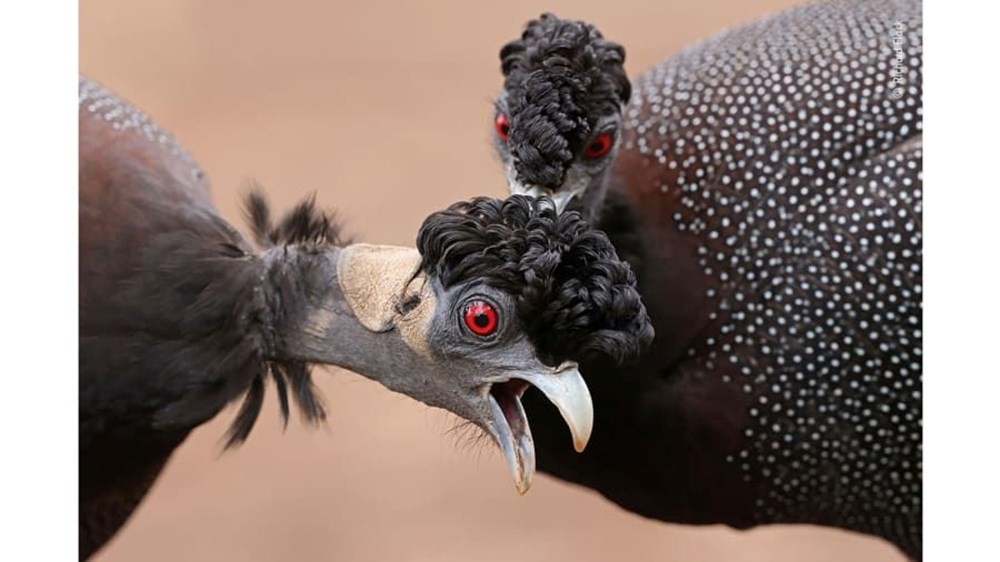 Yılın Vahşi Yaşam Fotoğrafı finalistleri belli oldu (Wildlife Photographer of the Year) - 1