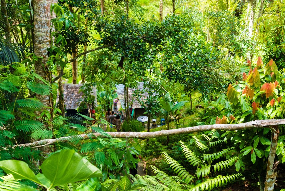 Tarihi anlaşma: Dünyanın en eski tropikal yağmur ormanı Aborijin halkına iade edildi - 3