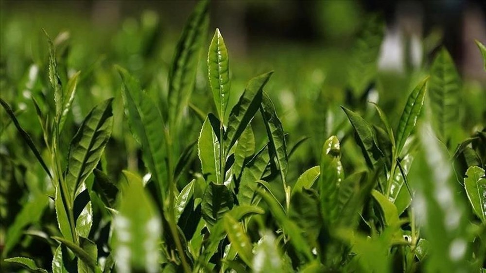 ÇAYKUR emekçi alımı kura sonuçları ne vakit açıklanacak? Çaykur emekçi alımı kura tarihi 75 ZZOnP1BMwkK9Oh 0Al4MaA