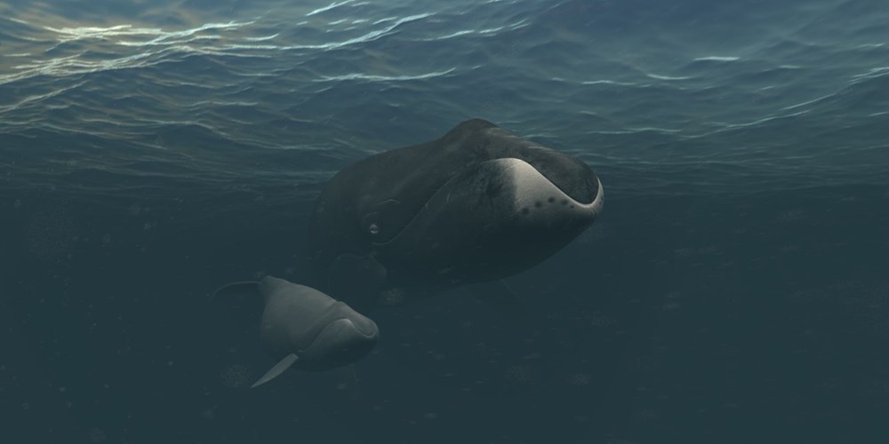 Kuzey Kutbu’nda eriyen buzullar nedeniyle Grönland balinaları evine dönemiyor - 6