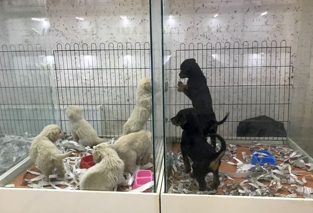 Pet shoplarda kedi-köpek satışında son günler - 1