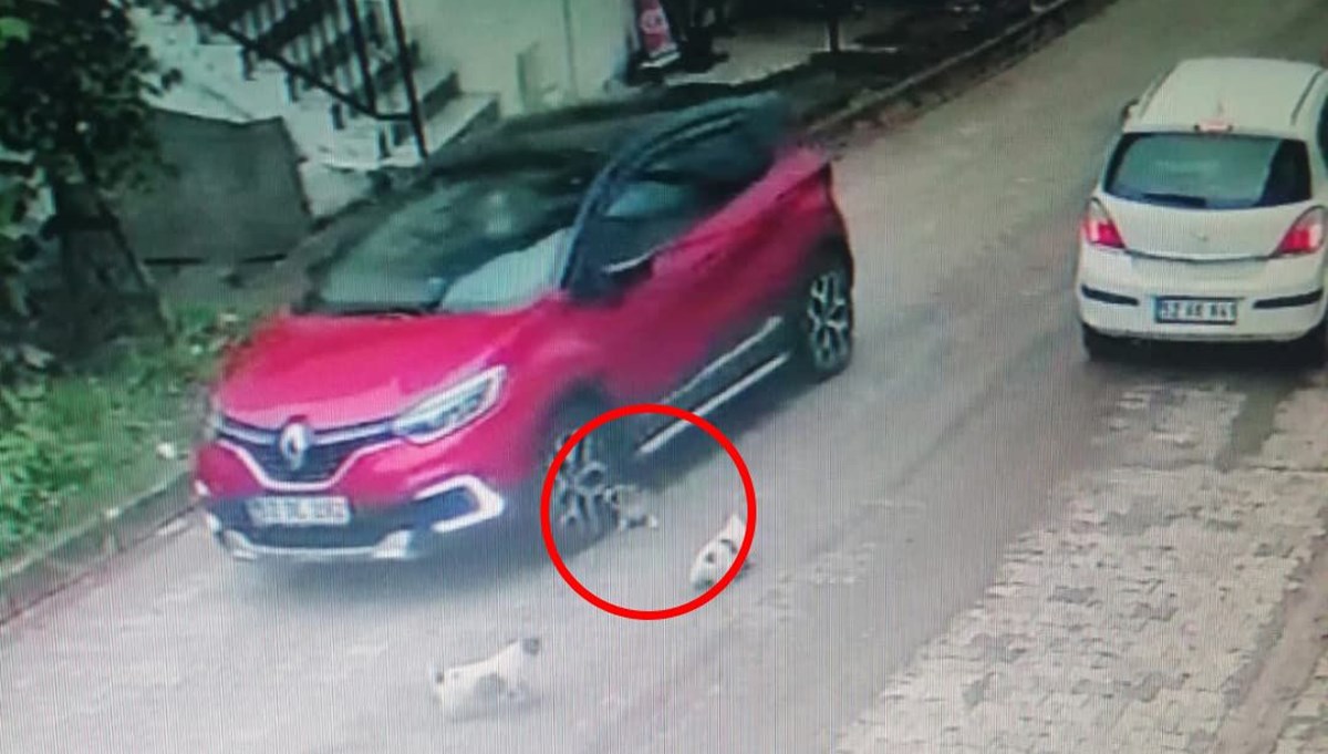 Yavru köpeği ezip, yoluna devam etti