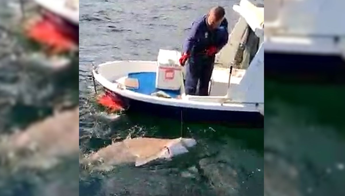 Amatör balıkçı 2,5 metrelik köpek balığı yakaladı