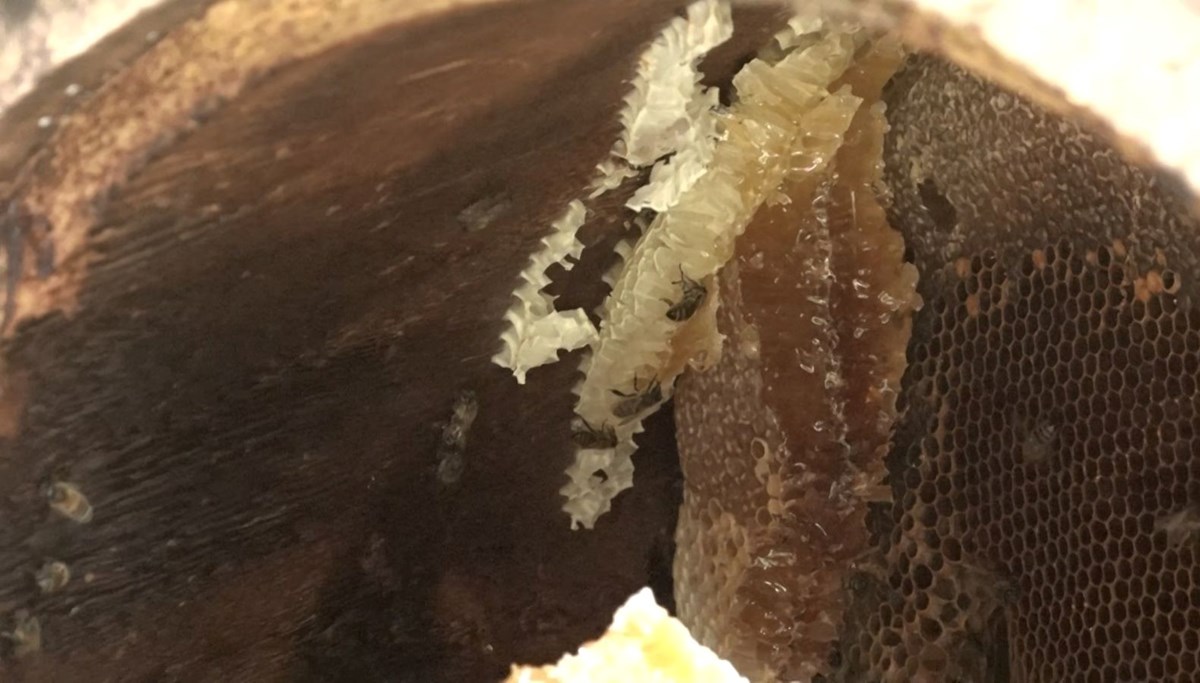 Bu yıl kilosu 7 bin TL: El değmeden üretiliyor