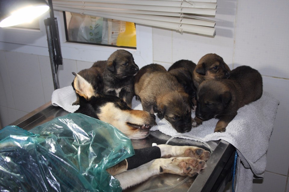 Antalya'da 6 yavrusu olan bir köpeğin vücudundan 7 saçma parçası çıkarıldı - 1