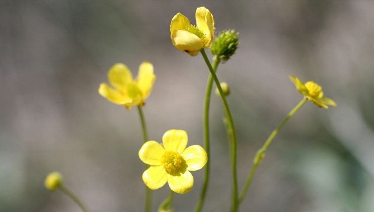 Dünyada 11 adet kalan Aydın'a özgü endemik bitki ölmez çiçeği yok olma tehlikesiyle karşı karşıya