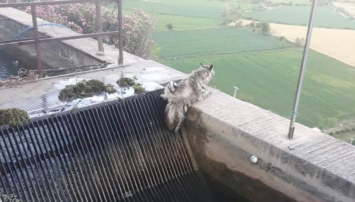 Kırmızı listedeki çizgili sırtlan yıllar sonra görüntülendi