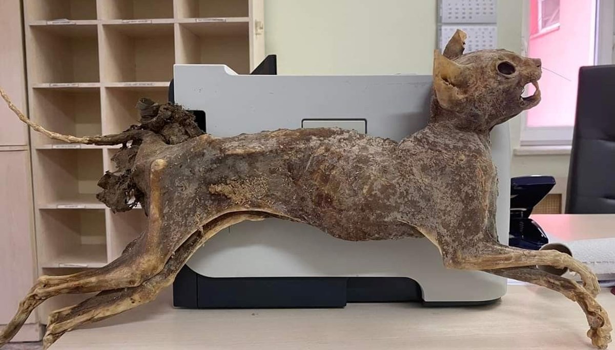 Cami tadilatında 80 yıllık hayvan cesedi bulundu: Kedi ya da vaşak olabilir