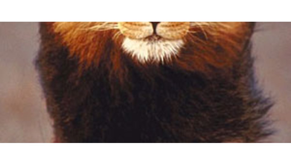 İngiltere’de aslan paniği