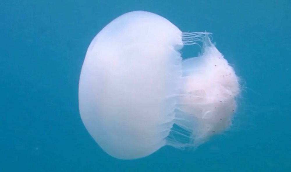 ZiMV pZAz0eraKjmfBDzQA