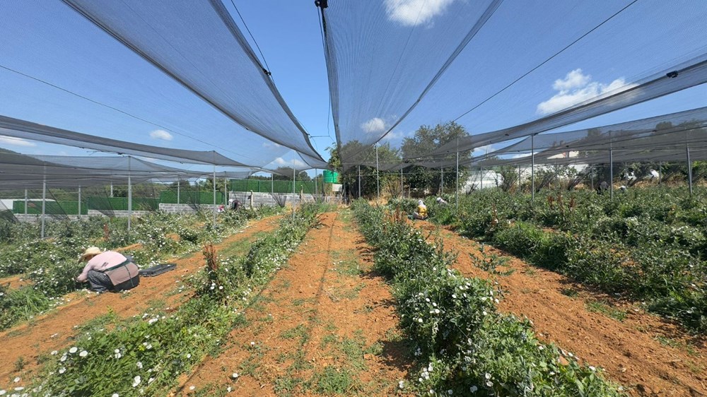 20'den fazla ülkeye ihraç ediliyor: 10-15 yıl önce dikildi, verimi arttı - 8