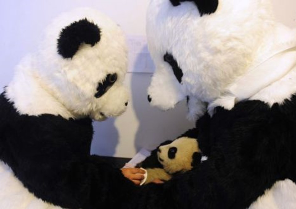 Bu bilim adamları neden panda kılığında? - 1