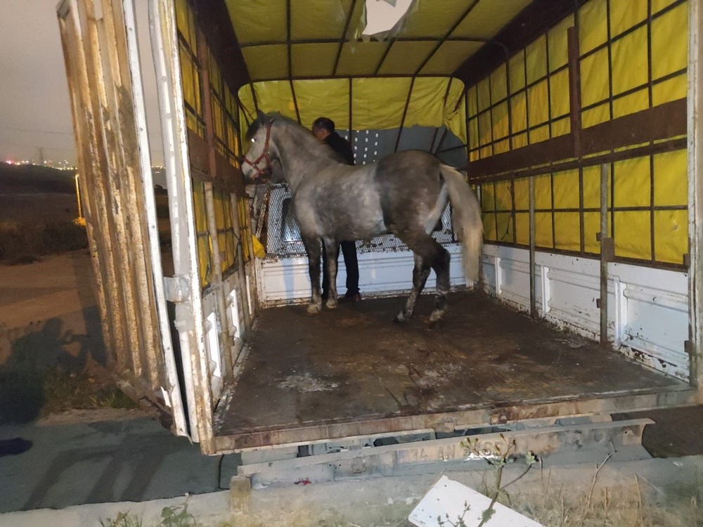 İstanbul'da at eti baskını: Kamyonette at eti ve sakatat, ahırda 3 at bulundu - 3