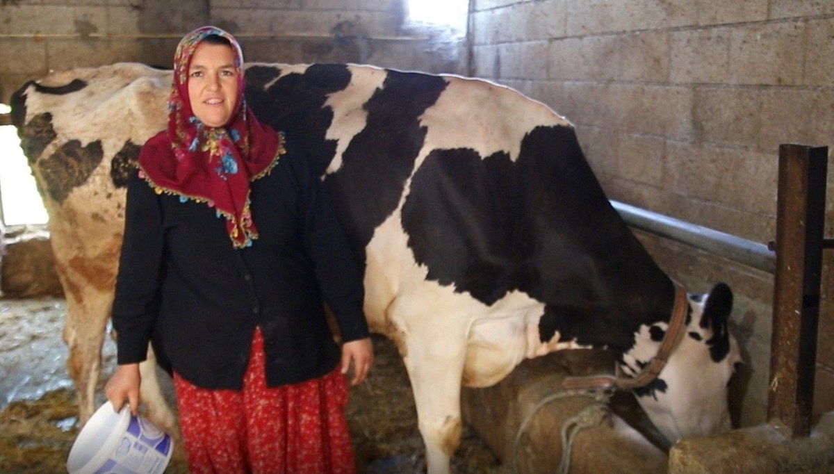 2 inekle başladı, sayıyı 17'ye çıkardı: Sıfır kilometre otomobil sahibi oldu