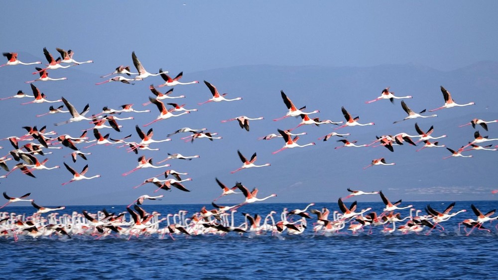 Van Gölü'nde flamingo şöleni - 1