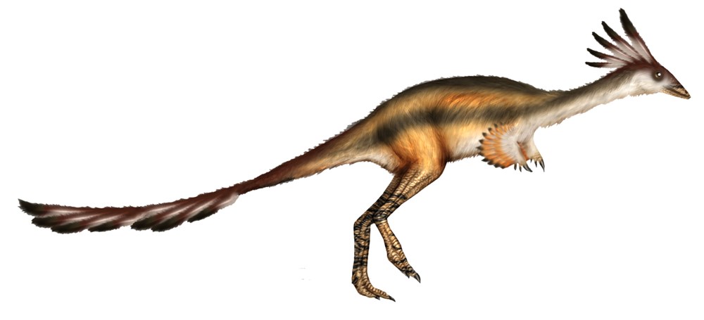 Olağanüstü gece görüşüne ve işitme yeteneğine sahip dinozor türü keşfedildi: Shuvuuia - 4