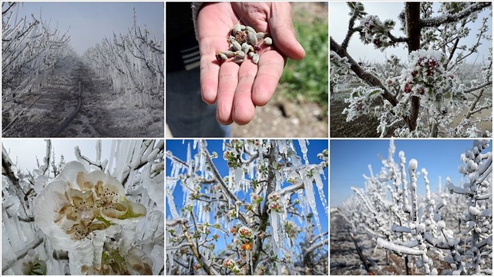 Zirai don haritası: Zirai don nedir, neden, kaç derecede olur? 72 ZotNpX0NekGHHbNuasTK g