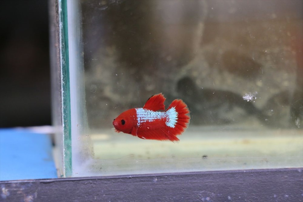 Betta balıkları yarışma için 'kuaförde' güzelleşiyor - 7