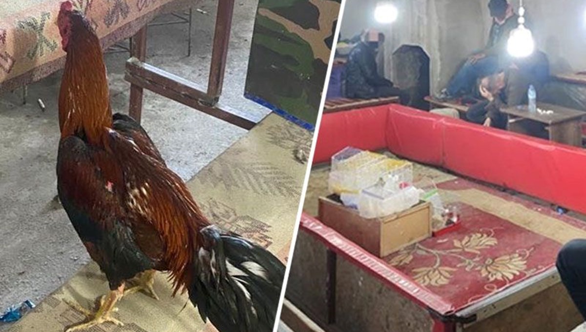 Hayvan koruma derneğinde horoz dövüştürdüler Hayvan koruma derneğinde horoz dövüştürdüler