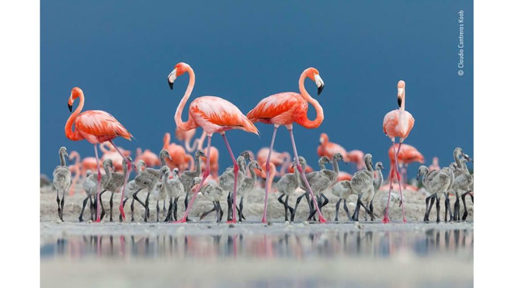 Yılın Vahşi Yaşam Fotoğrafı finalistleri belli oldu (Wildlife Photographer of the Year) - 6