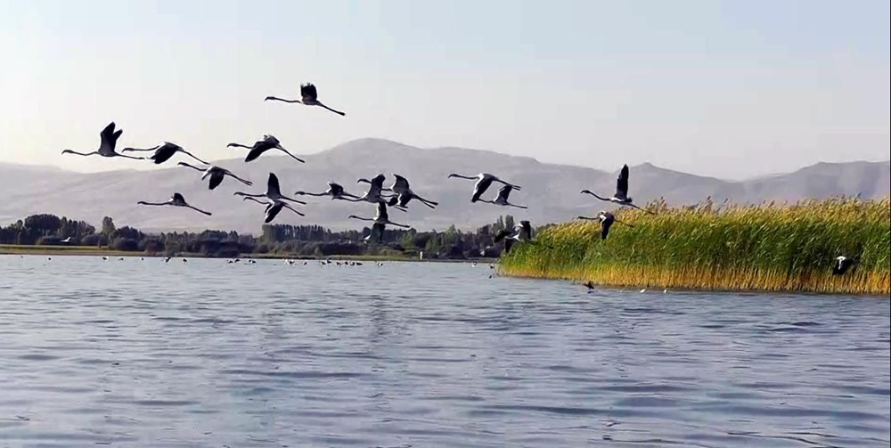 Van Gölü'nde flamingo şöleni - 13