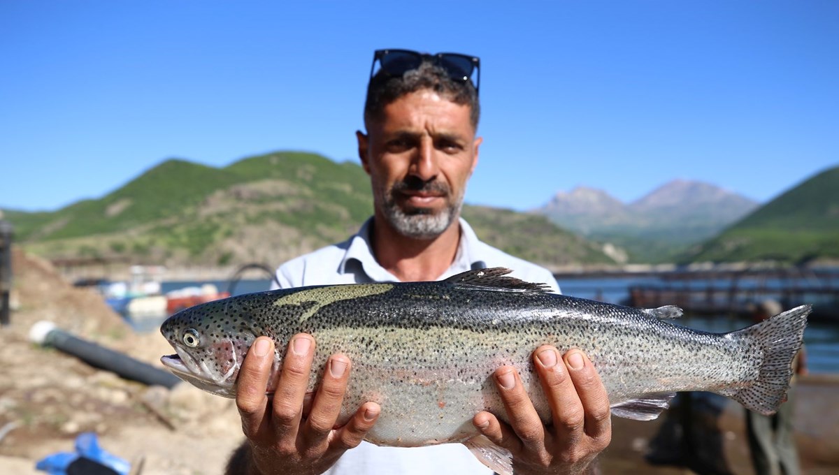 Bingöl'ün berrak sularında yetiştirilen somonlar dünya sofralarına ulaşıyor Bingöl'ün berrak sularında yetiştirilen somonlar dünya sofralarına ulaşıyor