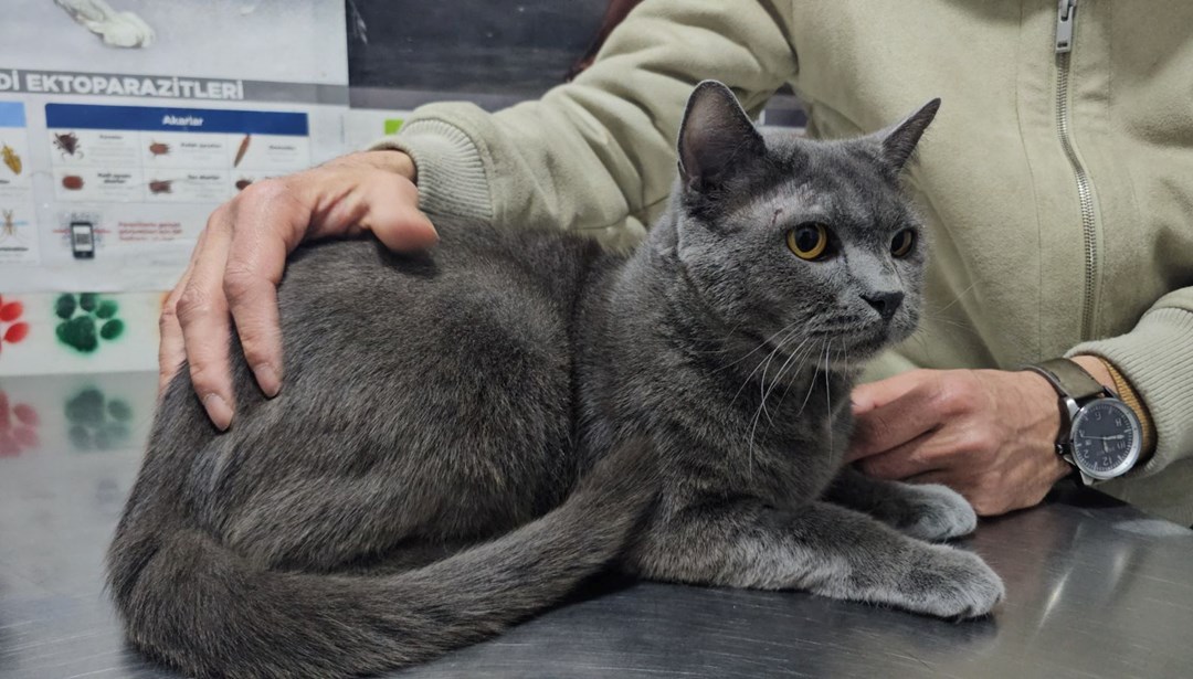 Türkiye'de ilk olabilir: Kediye altından diş yapıldı