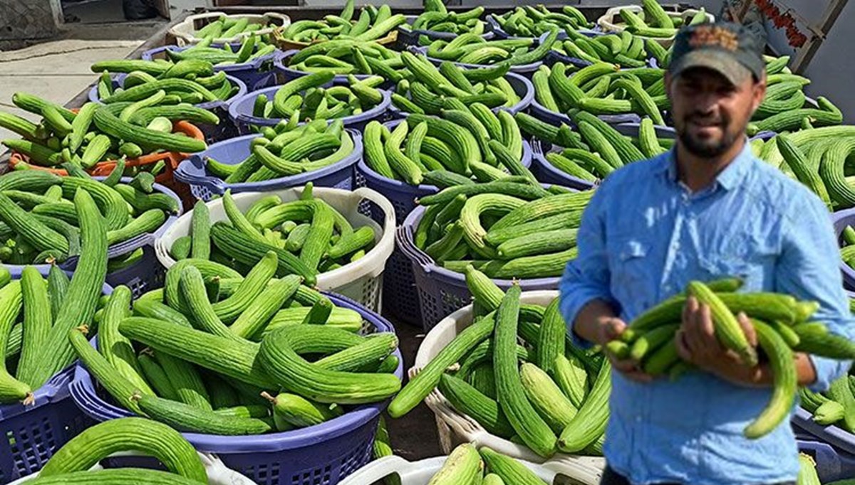 Manisa'da hasat başladı! 3 günde 3 ton elde ediyor, turşu yapımında kullanılıyor