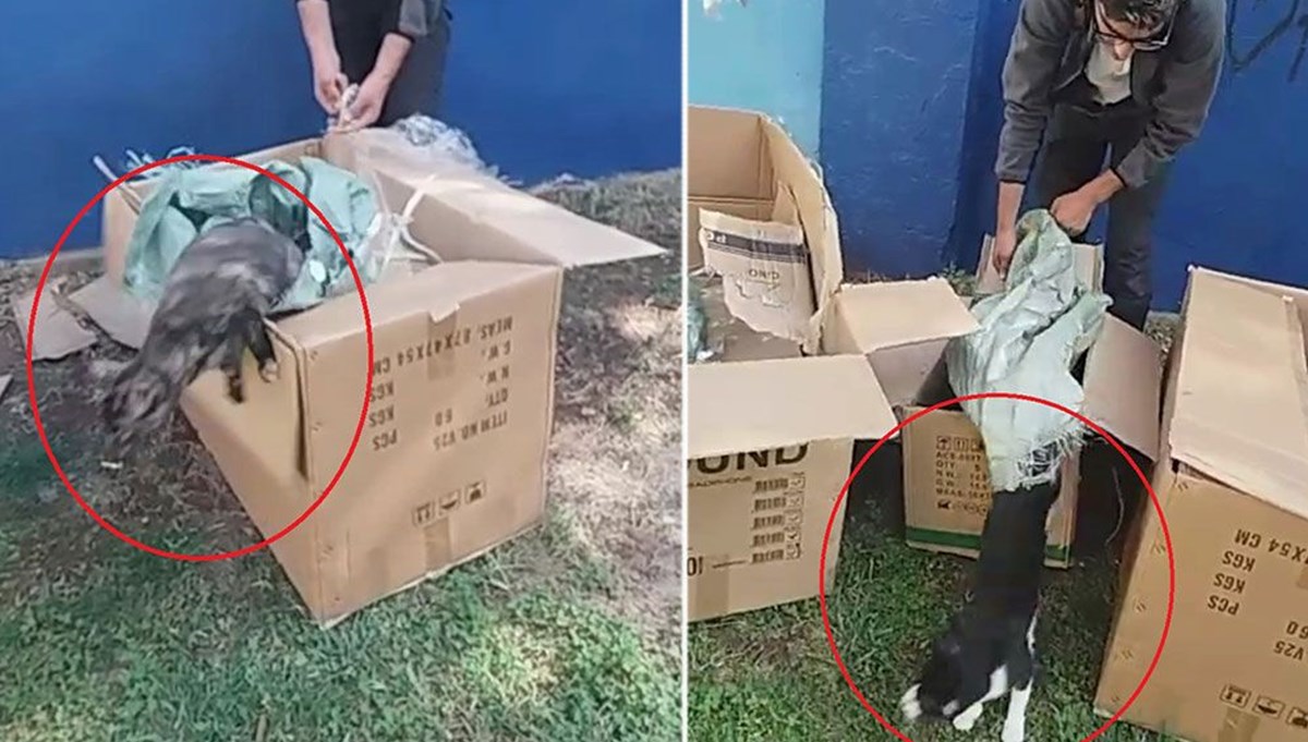 Poşete koyduğu kedileri parka bıraktı Poşete koyduğu kedileri parka bıraktı
