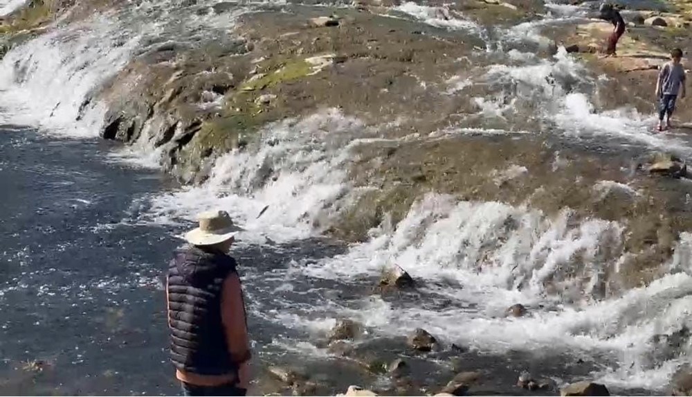 İnci kefalinin göçü turistlerin ilgi odağı oldu: Binlerce kilometreyi aşıp geldiler 75 Zv7V0DrxeU EE4qcpK3YcA