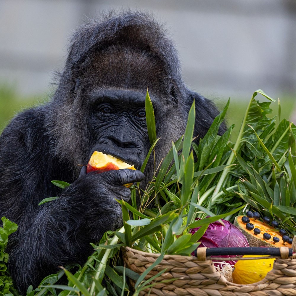 Dünyanın en yaşlı gorili: Fatou, 68'inci yaşını kutladı - 4