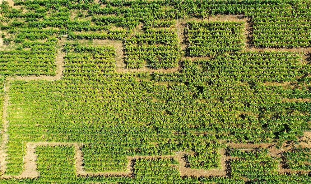 T�rkiye'nin ilk 'm�s�r labirenti'