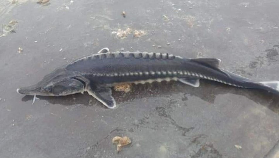 Havyarı 2 milyon liraya kadar çıkan balık Keban'da bir kez daha görüldü