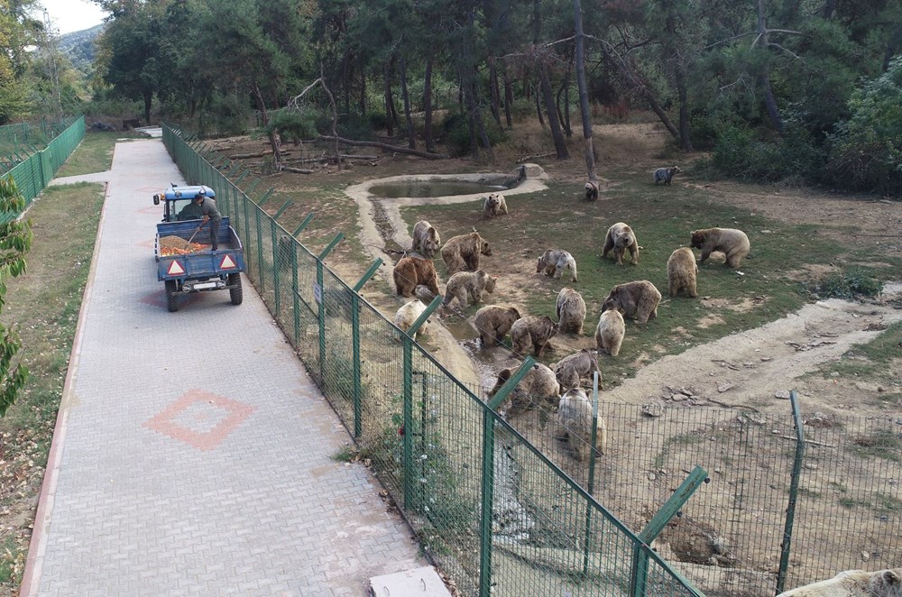 Son dansçı ayı Brütüs de öldü - 5