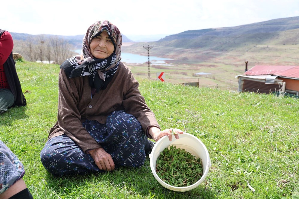Tabiatta parasız, pazarda kilosu 150 TL: Her sıkıntıya deva bitki büyük ilgi görüyor 75 ZyBEY17dvES3g6PkGGk1Sg