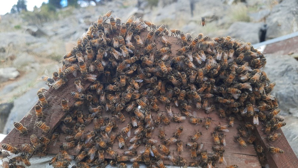 Erken hasat edildi! Sütle karıştırınca öksürüğü kesiyor - 2