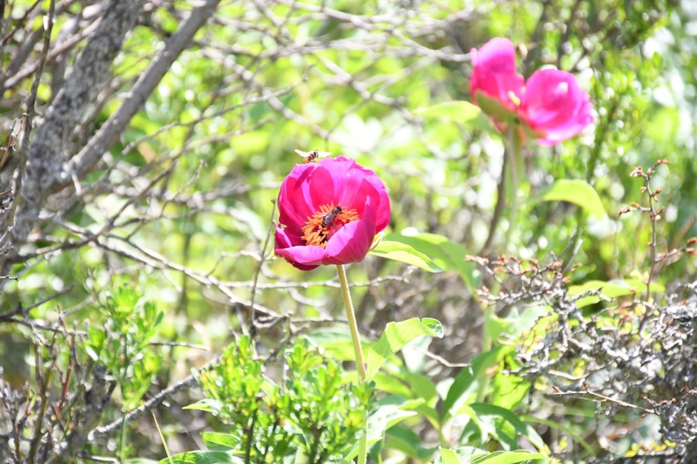 Ömrü 15 gün: Koparmanın cezası 557 bin lira 74 ZzPf Z UcU tBGEnfqsCWg