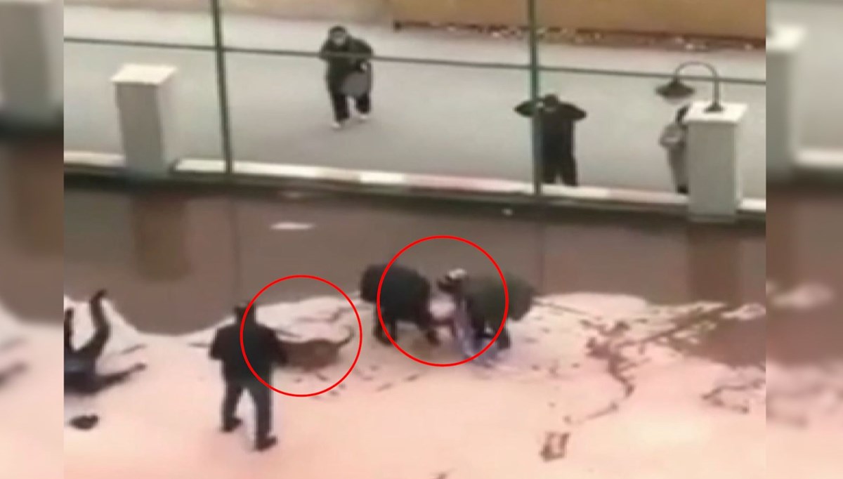 İki pitbull 4 yaşındaki çocuğa saldırdı: 6 kişi gözaltında