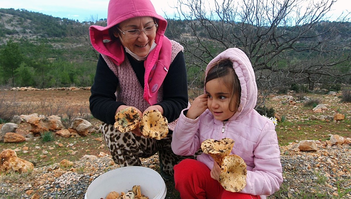 Yağmurdan sonra toplanıyor, kilosu 40 TL'ye satılıyor